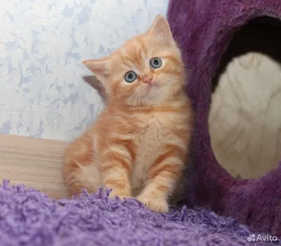 Британская короткошерстная кошка: фото, характер, описание породы | Royal  Canin
