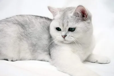 Британская короткошерстная порода кошек: фото и все особенности