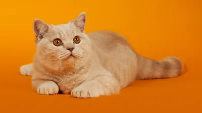 Скоттиш страйт (шотландская прямоухая кошка): фото, характер, описание  породы