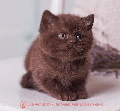 Британские шоколадные котята – купить в Москве, цена 25 000 руб., дата  размещения: 22.12.2023 – Кошки