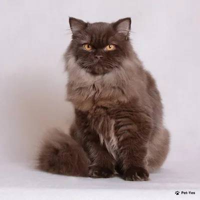 Британские котята шоколадного однотонного и мраморного окраса, помет \"М\" от  06.04.2018г