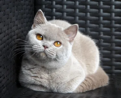 Британская длинношерстная - порода кошки, фото и описание | Окрас | Pet-Yes