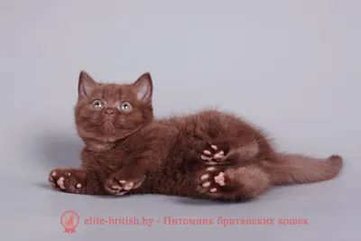 Купить британского котенка в Москве