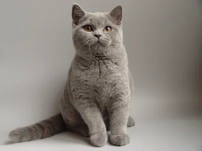 Британская кошка: особенности внешности и характера, советы по уходу и  выбору котенка