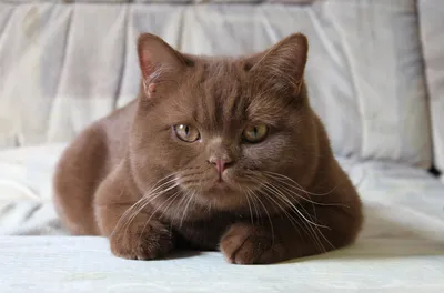 Шоколадные кошки | Котоголик | Дзен