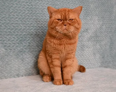 Британские котята шоколадного окраса - 74 фото