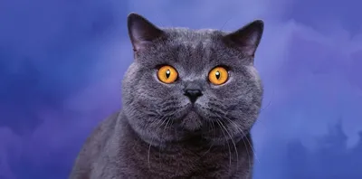 Шоколадный котенок с голубыми глазами - 72 фото
