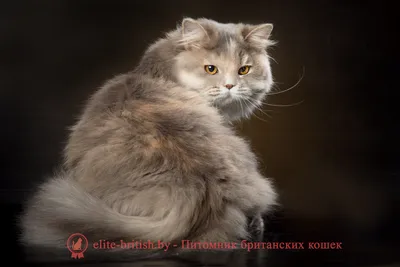Британский длинношерстный кот - Tallinn - Животные, Кошки купить и продать  – okidoki