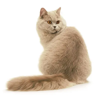 Британская длинношерстная кошка | Catsaurus | Дзен