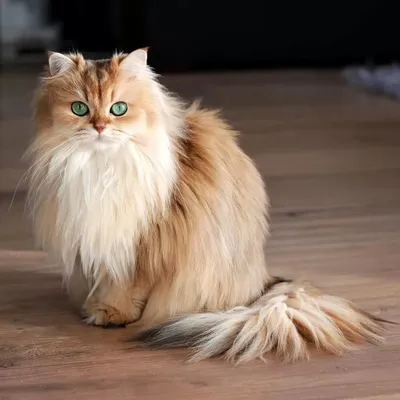 Британская длинношерстная кошка: описание породы, характер, фото и цена |  kotodom.ru