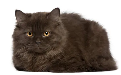 Фотосессия длинношерстных и короткошерстных британских котят