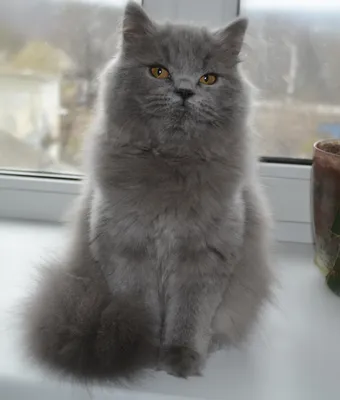 голодный британский длинношерстный кот портрет на сером фоне смотрит вверх  Стоковое Изображение - изображение насчитывающей серебр, студия: 219111407