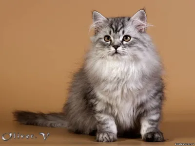 Британский длинношерстный кот, по имени Смузи с изумрудными глазами. | Кот