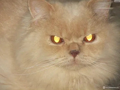 Британский длинношёрстный кот 8 мес — купить в Красноярске. Кошки, котята  на интернет-аукционе Au.ru