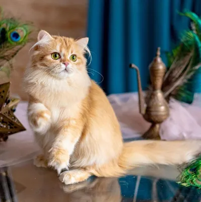 Британская длинношерстная кошка – описание, фото и цена, характер, все про  уход