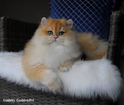 Британский длинношерстный кот - Tallinn - Животные, Кошки купить и продать  – okidoki