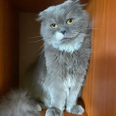 Британская длинношерстная кошка - картинки и фото koshka.top
