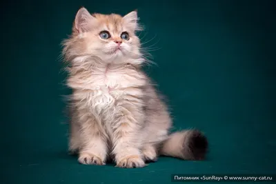 Британская длинношёрстная кошка - порода, питомники, достоинства и  недостатки