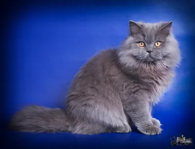 Британская длинношёрстная кошка — Википедия