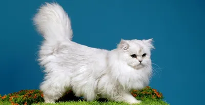Британский длинношерстный кот (48 лучших фото)