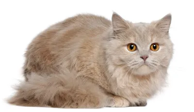 Длинношерстная британская кошка: фото, описание породы