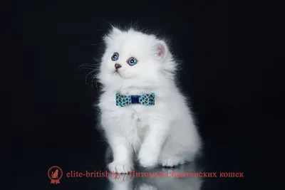 Британский кот Хиггинс 2018 | Британские котята GALA-CAT | Дзен