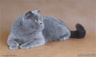 Британский кот, красиво, реалистично, …» — создано в Шедевруме