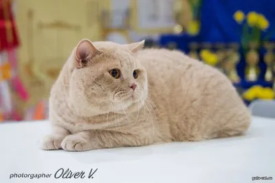 Мифы и реальность о британской породе | Питомник британских кошек Silvery  Snow. Голубые британские котята. | Дзен