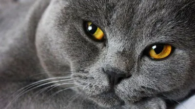 Фотогалерея \"Британцы и скоттиши\" - \"Британский кот I.СH. CESAR fon LIA  (вл. Щербинин А.И., питомник \"Лия\")\" - Фото породистых и беспородных кошек  и котов.