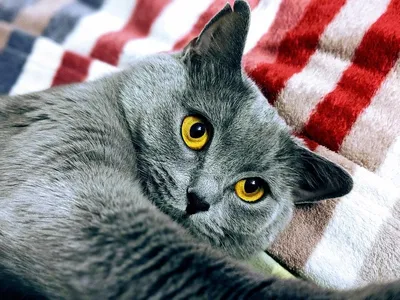 Британский кот на вязку: 500 грн. - Вязка Полтава на Olx