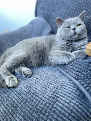 Пропал серый британский кот, 2 года, ул. Чередниченко, Анжеро-Судженск |  Pet911.ru
