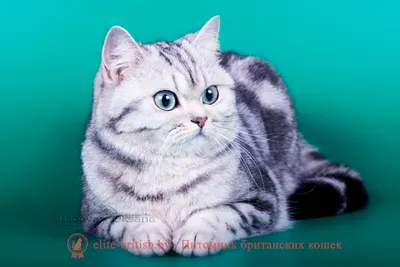 Фотогалерея \"Британцы и скоттиши\" - \"Британский кот голубого окраса\" - Фото  породистых и беспородных кошек и котов.