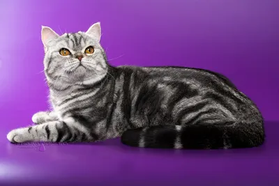 EUNIA - Cайт питомника британских кошек ЮНИЯ - Просто Голубой Британский Кот  Джерри