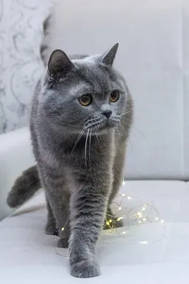 Британские коты - Питомник GALA-CAT