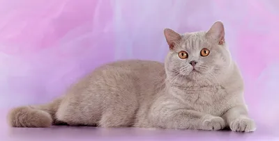 Британская лиловая кошка - картинки и фото koshka.top