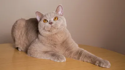 Редкие окрасы кошек: красный солид, шоколад, лиловый (лайлак), фавн,  шиншилла - Питомцы Mail.ru