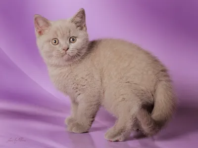 Лиловый цвет британских кошек - картинки и фото koshka.top