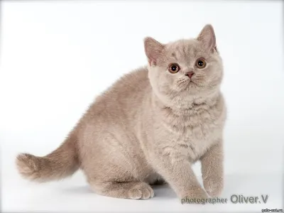 Британский лиловый котенок; Продажа Британских котят. Питомник кошек  EridanCats.ru