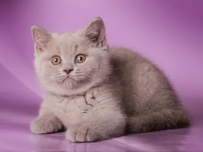 Британский кот голубого окраса - 43 фото