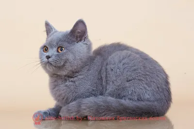 Лиловая британская кошка - 72 фото