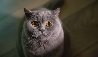 Британский кот голубого окраса: 200 000 тг. - Кошки Астана на Olx
