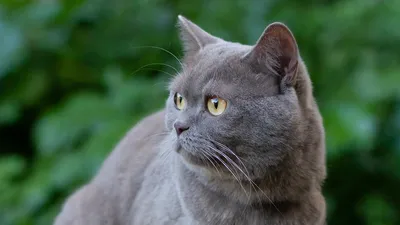 котята, кошки, коты британские продажа, купить | питомник TAMAKY*RU г.  Москва