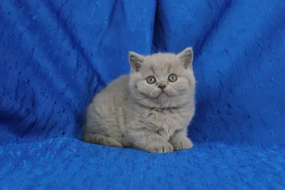 Британская кошка голубого окраса Gillan of Noble Birth | Кошки, Котята,  Голубые кошки