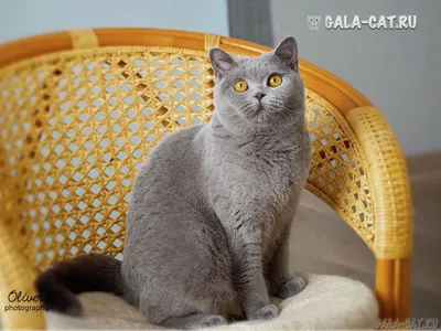 Потерялся большой британский кот голубого окраса! — Потеряшка НСК