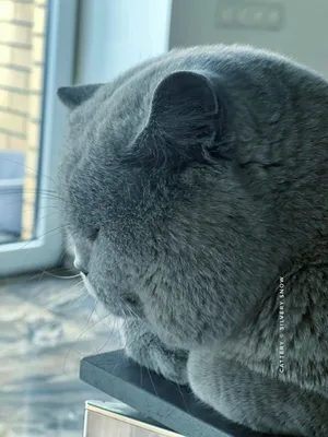 Британский лиловый котик Флоки - Питомник GALA-CAT