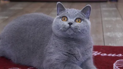 Голубые и лиловые британские котята (Помёт-Ю) - 18 Мая 2023 - Питомник  GALA-CAT