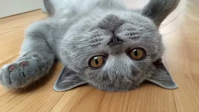 Британский котенок голубого окраса купить в Беларуси, цены и свежие  объявления на котов и кошек в недорого/дешево, отзывы, фото