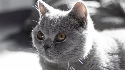 Клубный кот породы Скотиш Срайт Окрас: Договорная ᐈ Коты | Бишкек |  90148245 ➤ lalafo.kg
