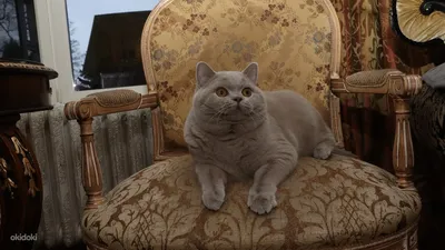 Кот ведьмака, британский кот, …» — создано в Шедевруме
