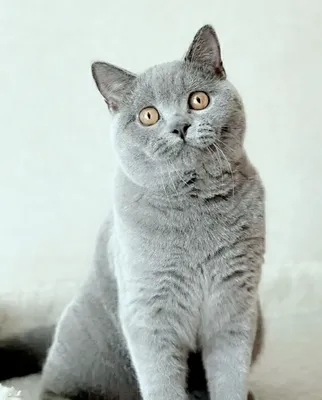 Купить британского голубого короткошёрстного котенка в Москве